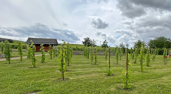 So groß wie im Foto aus Nordheim am Main wird der bei uns geplante Friedweinberg zunächst nicht sein; das Prinzip ist aber dasselbe.